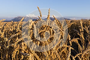 Cornfield in the evening sun in Switzerland