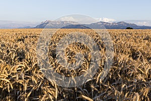 Cornfield in the evening sun in Switzerland