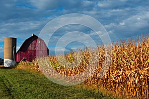 Cornfield with Red Barn