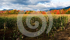 Cornfield on Farm Leads to Autumn Colors Against Mountains