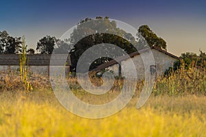 cornfield on a farm in summer