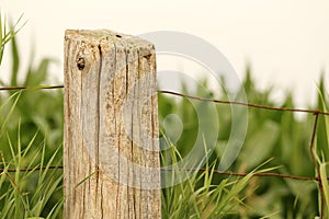 Cornfield Fence Post Ontario Farm