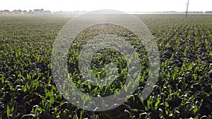 Cornfield. Field corn. Field young corn sprouts on early summer morning Aerial