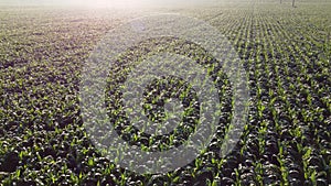 Cornfield. Field corn. Field young corn sprouts on early summer morning Aerial