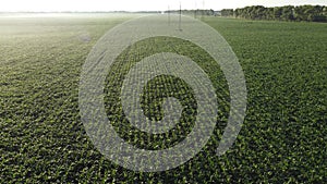 Cornfield. Field corn. Field young corn sprouts on early summer morning Aerial