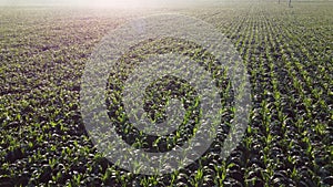 Cornfield. Field corn. Field young corn sprouts on early summer morning Aerial