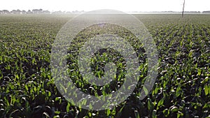 Cornfield. Field corn. Field young corn sprouts on early summer morning Aerial