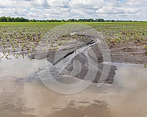 Cornfield flooding, crop damage and soil erosion from heavy rains and storms.