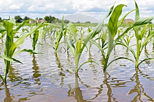 Cornfield flooding due to heavy rain and storms in the Midwest