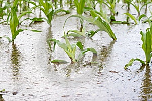 Cornfield flooding due to heavy rain and storms in the Midwest photo
