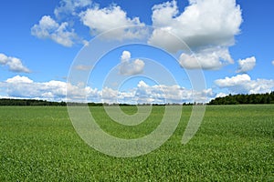 Cornfield. Forest. Rural field of green grass. Sky clouds. Lawn meadow grass. Bright green decoration, soft grass creeps