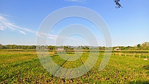 The cornfield is getting greeny under the blue sky