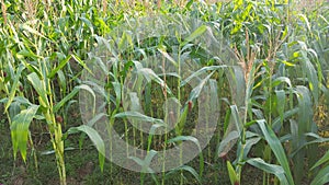 Cornfield with good fruit moves the harvest season