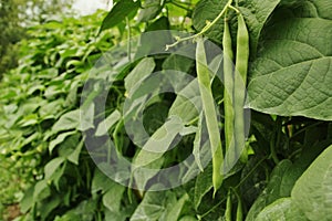 Cornfield Green Beans On Vines photo