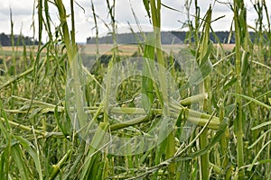 cornfield hail damage