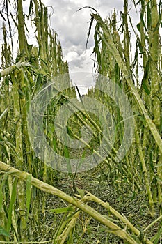 Cornfield hail damage