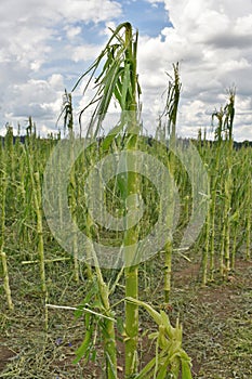 Cornfield hail damage