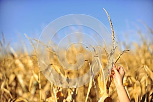 Cornfield harvest check in autumn
