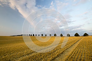 Cornfield after harvest
