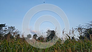 Cornfield when the harvest season arrives.