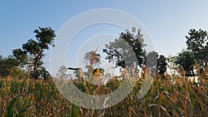 Cornfield when the harvest season arrives.