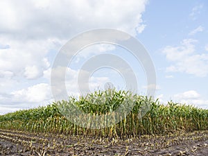 Cornfield in holland during harvest under blue sky and white clouds