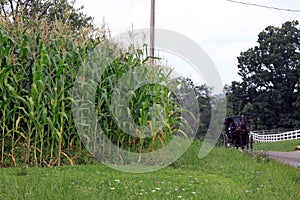 Cornfield and horse and buggy