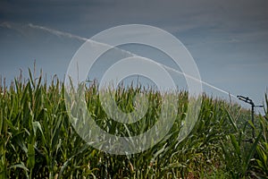 Cornfield irrigation with lug pump