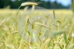 Cornfield in July