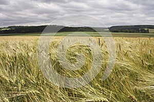 Cornfield in landscape