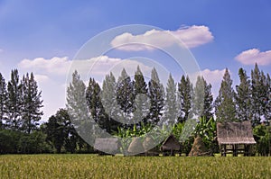 cornfield landscape with blue cloudy sky