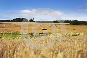 Cornfield landscape with haybales