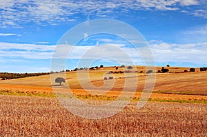 Cornfield landscape in the province of Soria, Spain photo