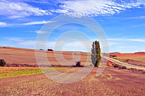 Cornfield landscape in the province of Soria, Spain photo