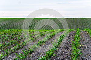 Cornfield landscape. Young maize sprouts growing in rows. Rows of young small corn plants on farm field. Corn field