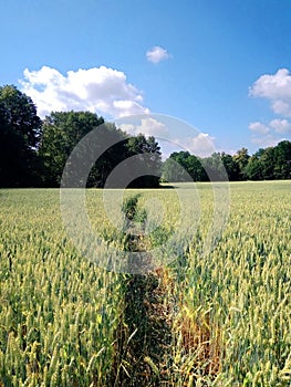 Cornfield Magic Path Lanscape With Trees Woods Leafs Nature Grass