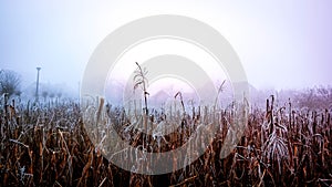 Cornfield in mist