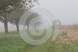 Cornfield mist and rainy day