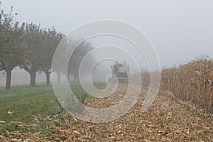Cornfield mist and rainy day