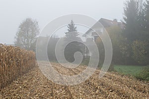 Cornfield mist and rainy day