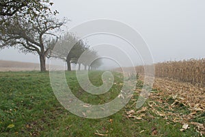 Cornfield mist and rainy day