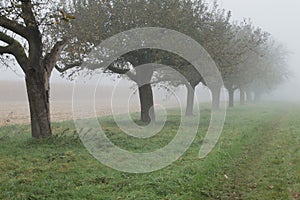 Cornfield mist and rainy day