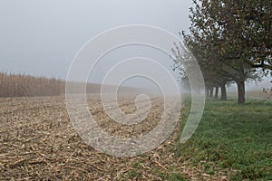 Cornfield mist and rainy day