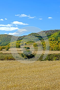 cornfield and mountain forest in the autumn