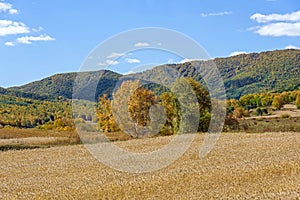 cornfield and mountain forest in the autumn