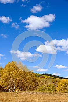 cornfield and mountain forest in the autumn