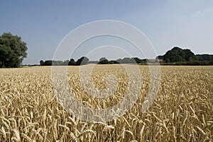 Cornfield Netherlands, Graanveld Nederland