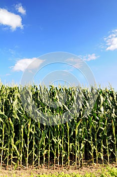 Cornfield Over Blue Sky