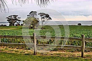 Cornfield, Phillip Island photo