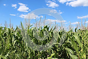 Cornfield photo